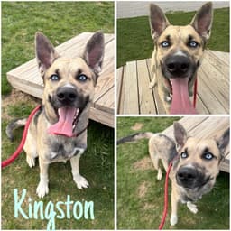 Kingston image 1