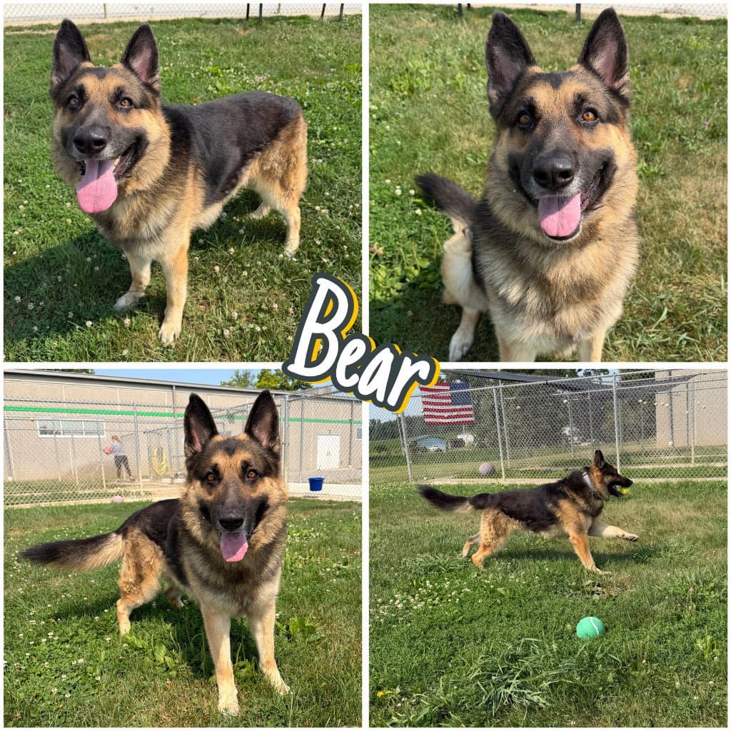 Bear - German Shepherd Dog