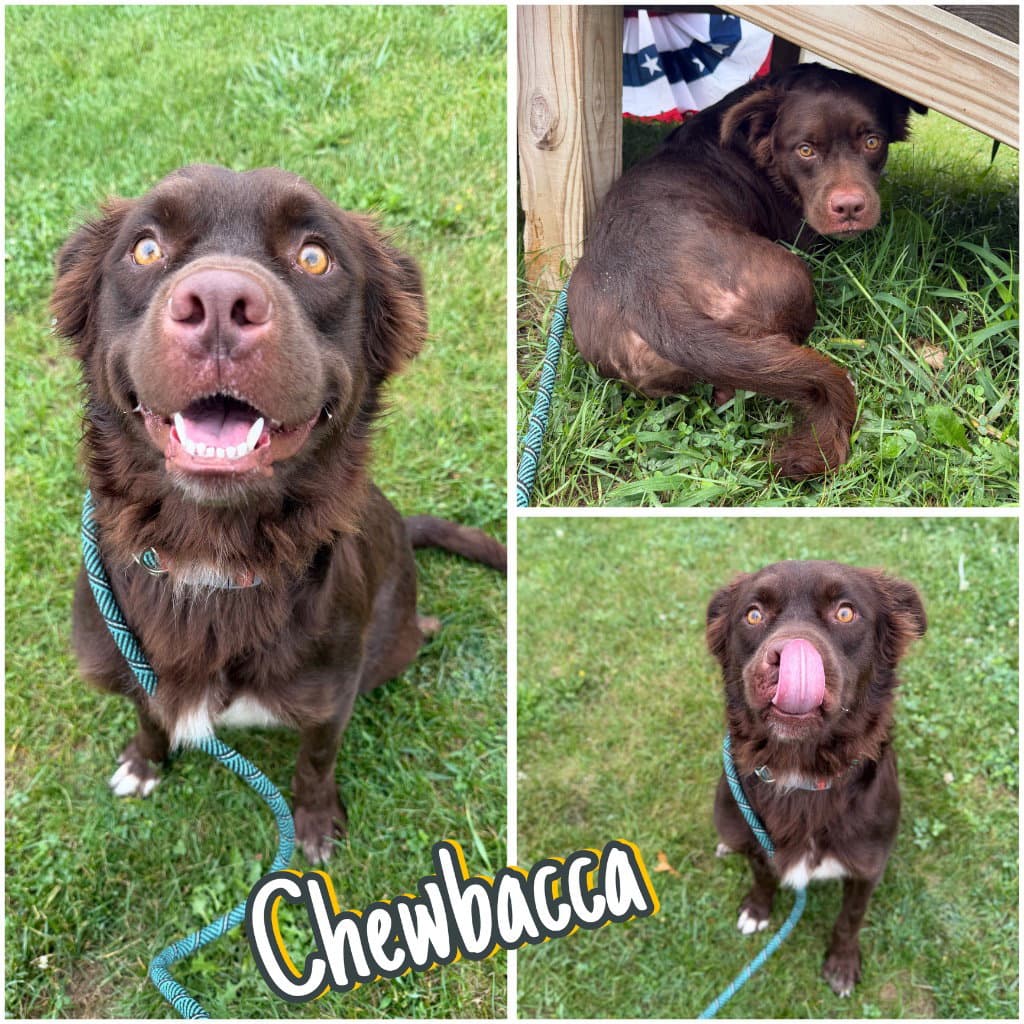 Chewbacca - Labrador Retriever