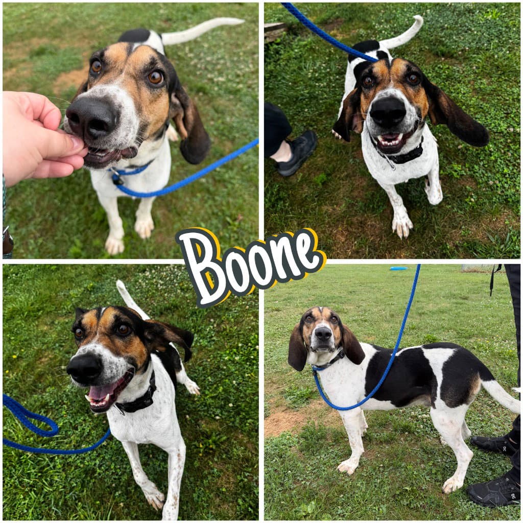 Boone - Hound