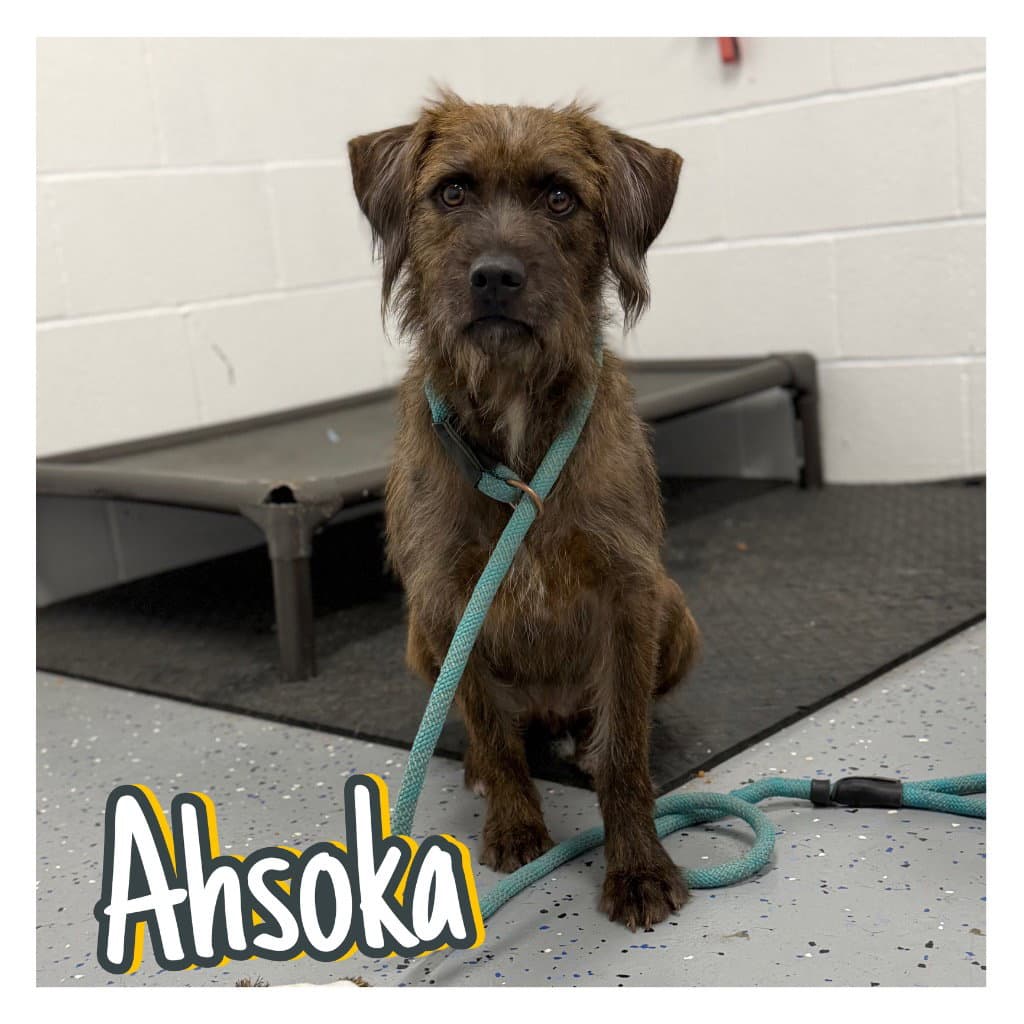 Ahsoka - Terrier