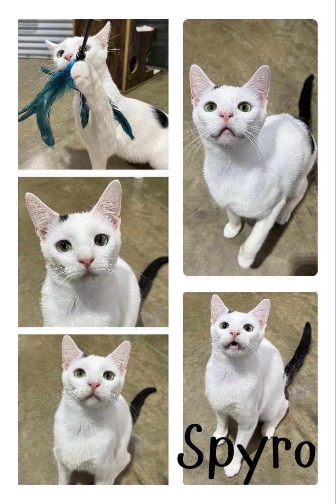 Spyro - Domestic Short Hair