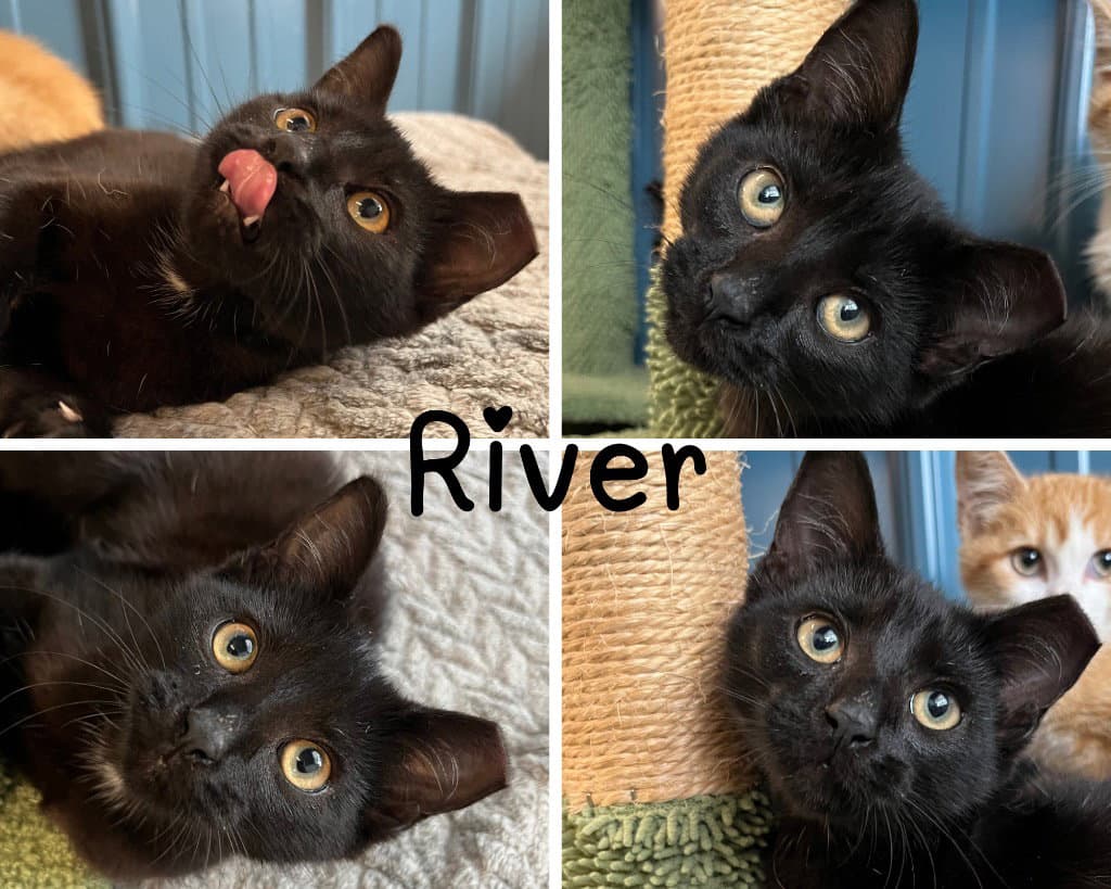 River - Domestic Short Hair