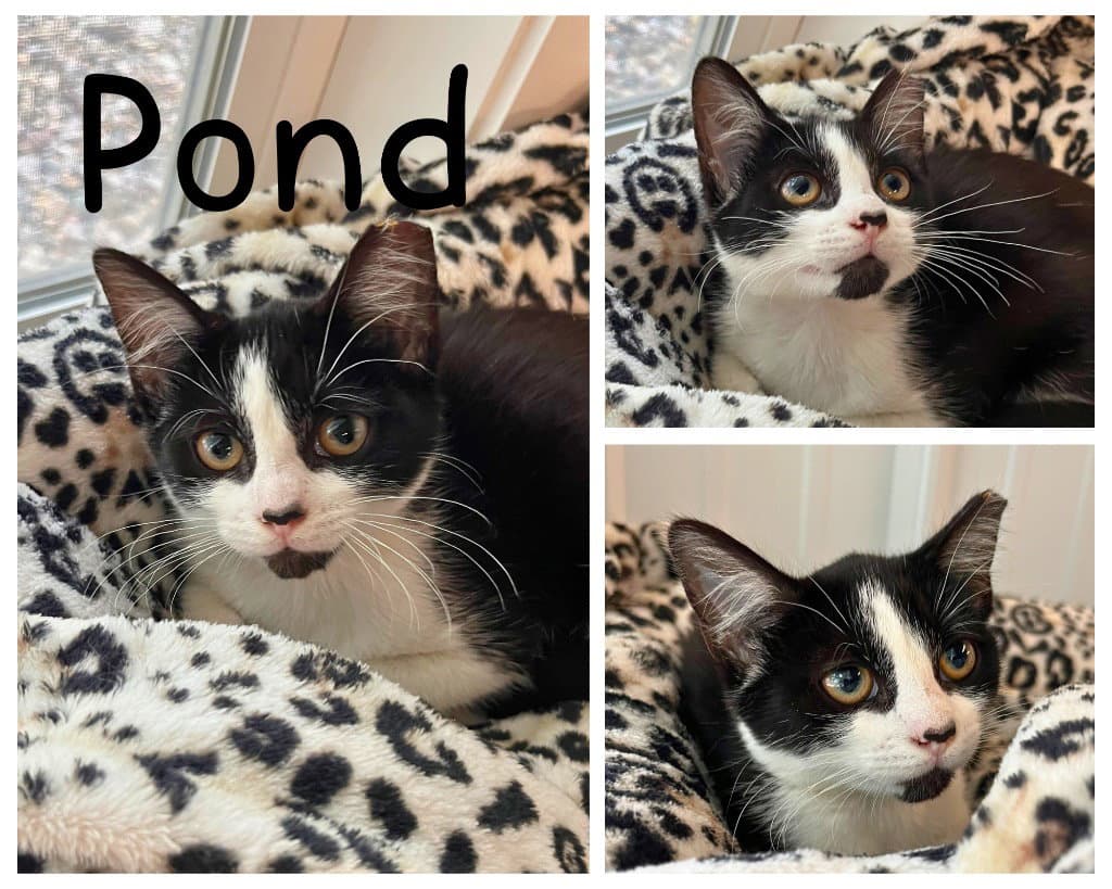 Pond - Domestic Short Hair