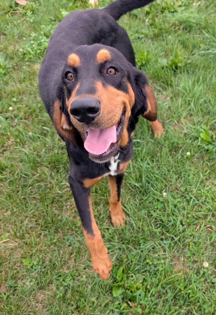 Jolene - Hound