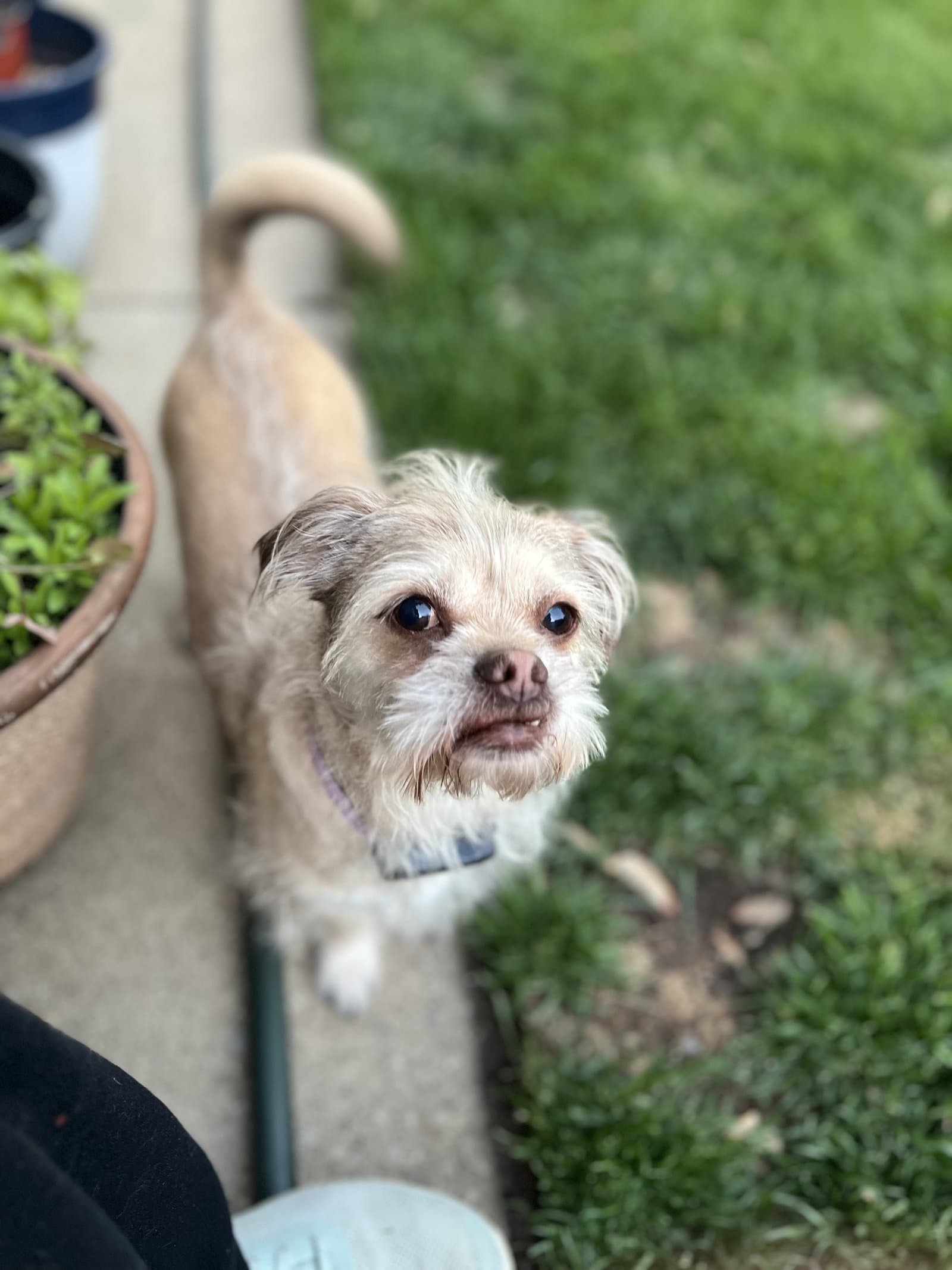 Angel - Terrier