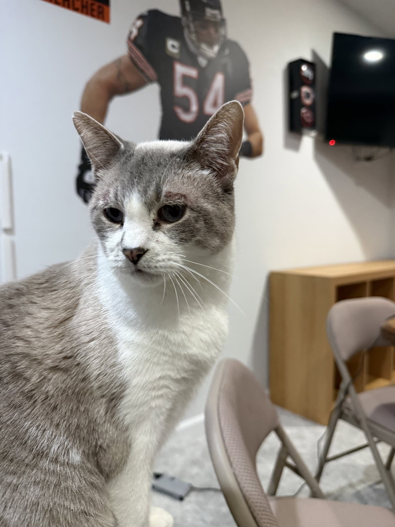 Petunia - Domestic Short Hair