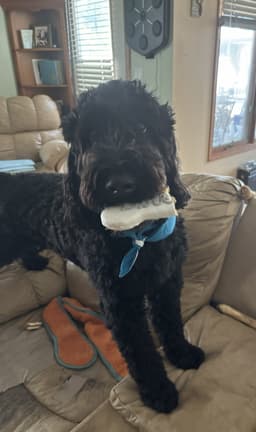 Ollie image 1