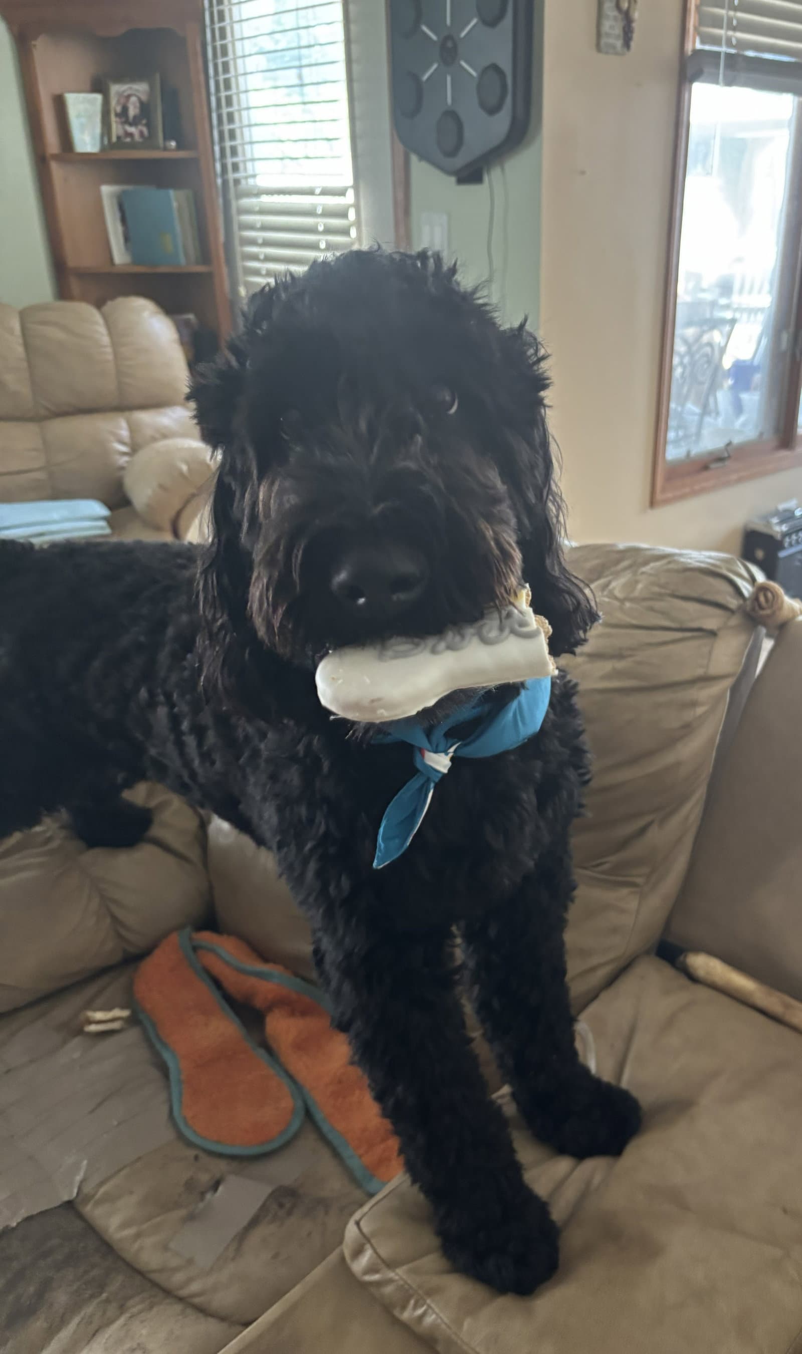 Ollie - Wheaten Terrier