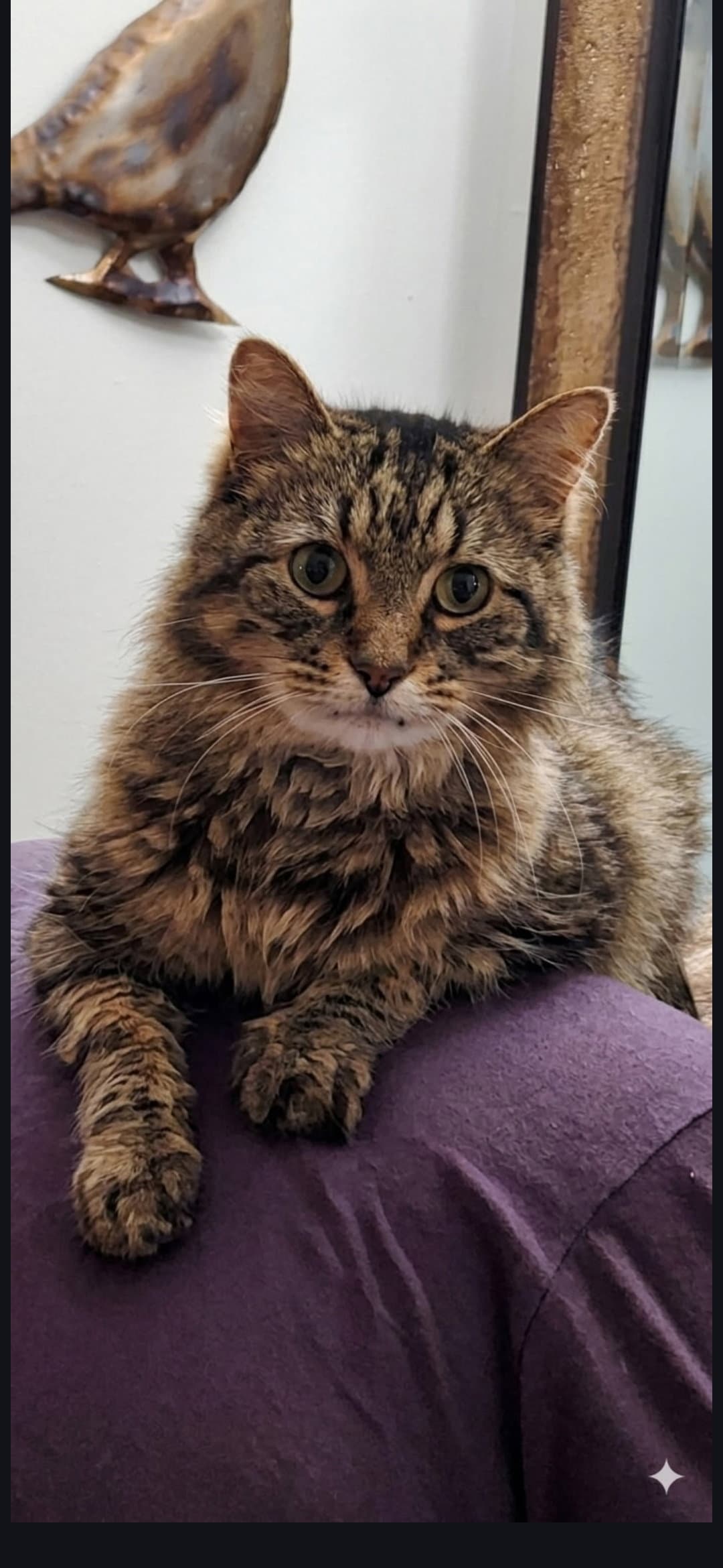 Soni - Domestic Long Hair