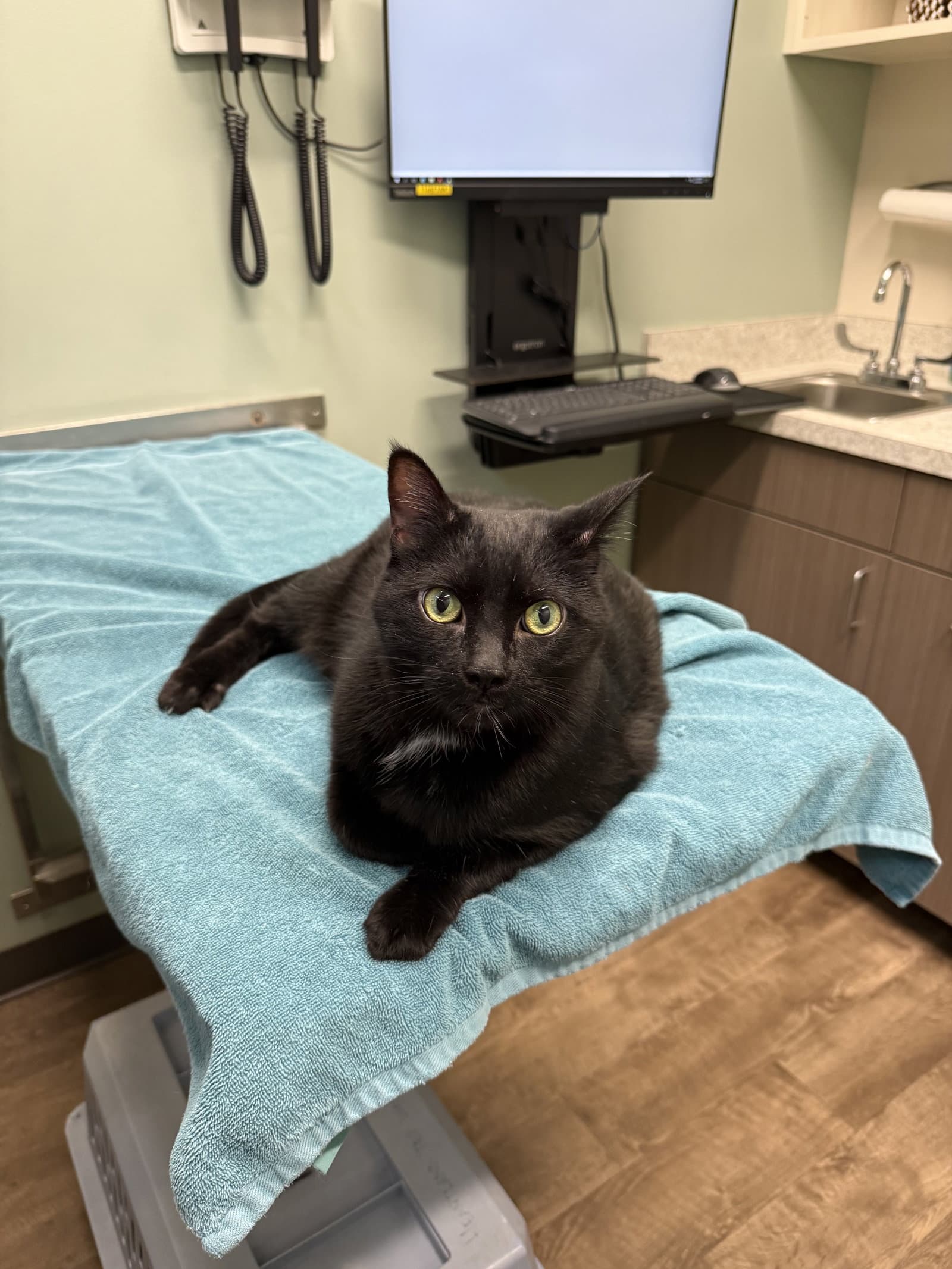 Hal  Paw Declaw - Domestic Short Hair