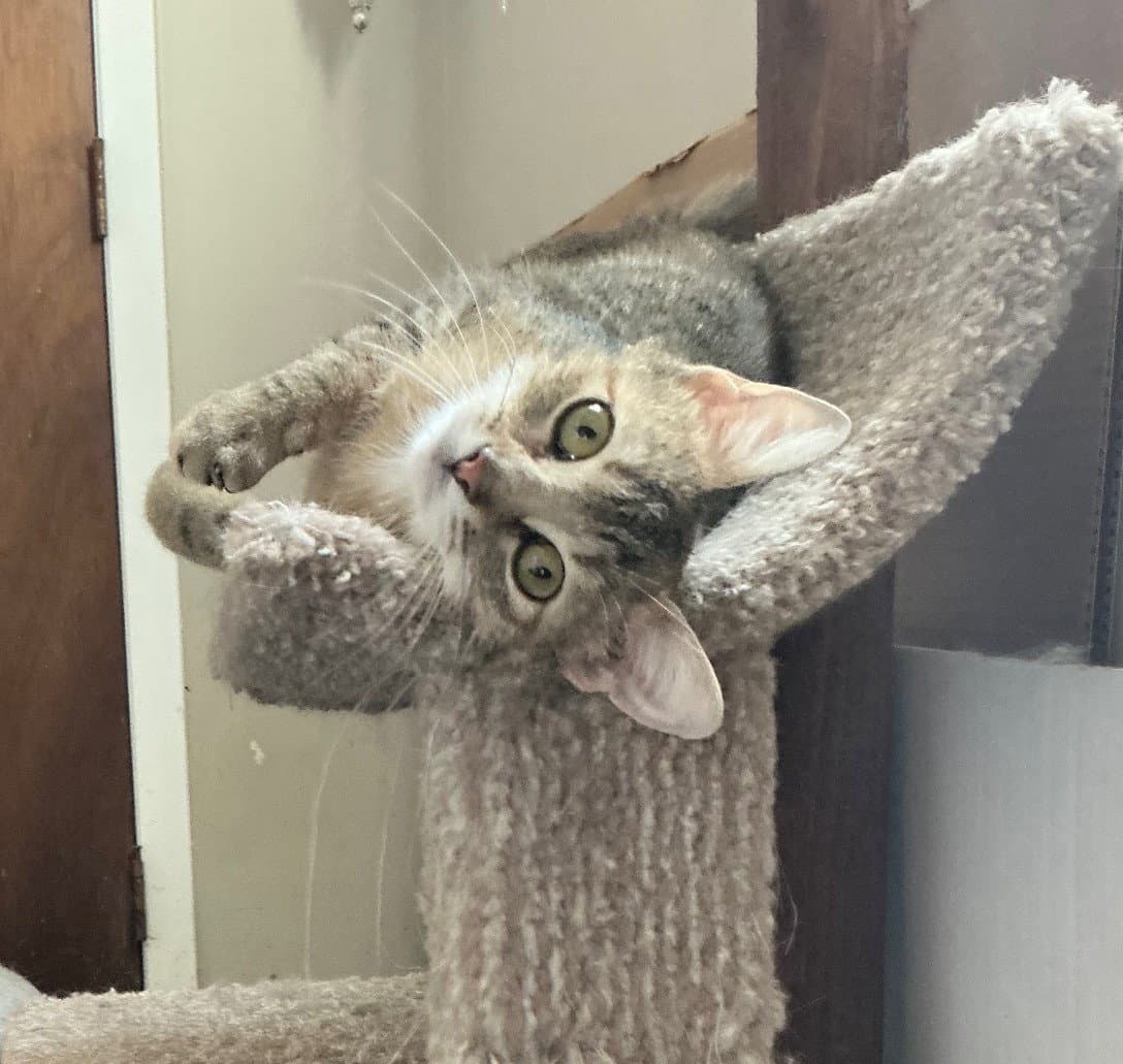 Hilary Knight - Domestic Short Hair