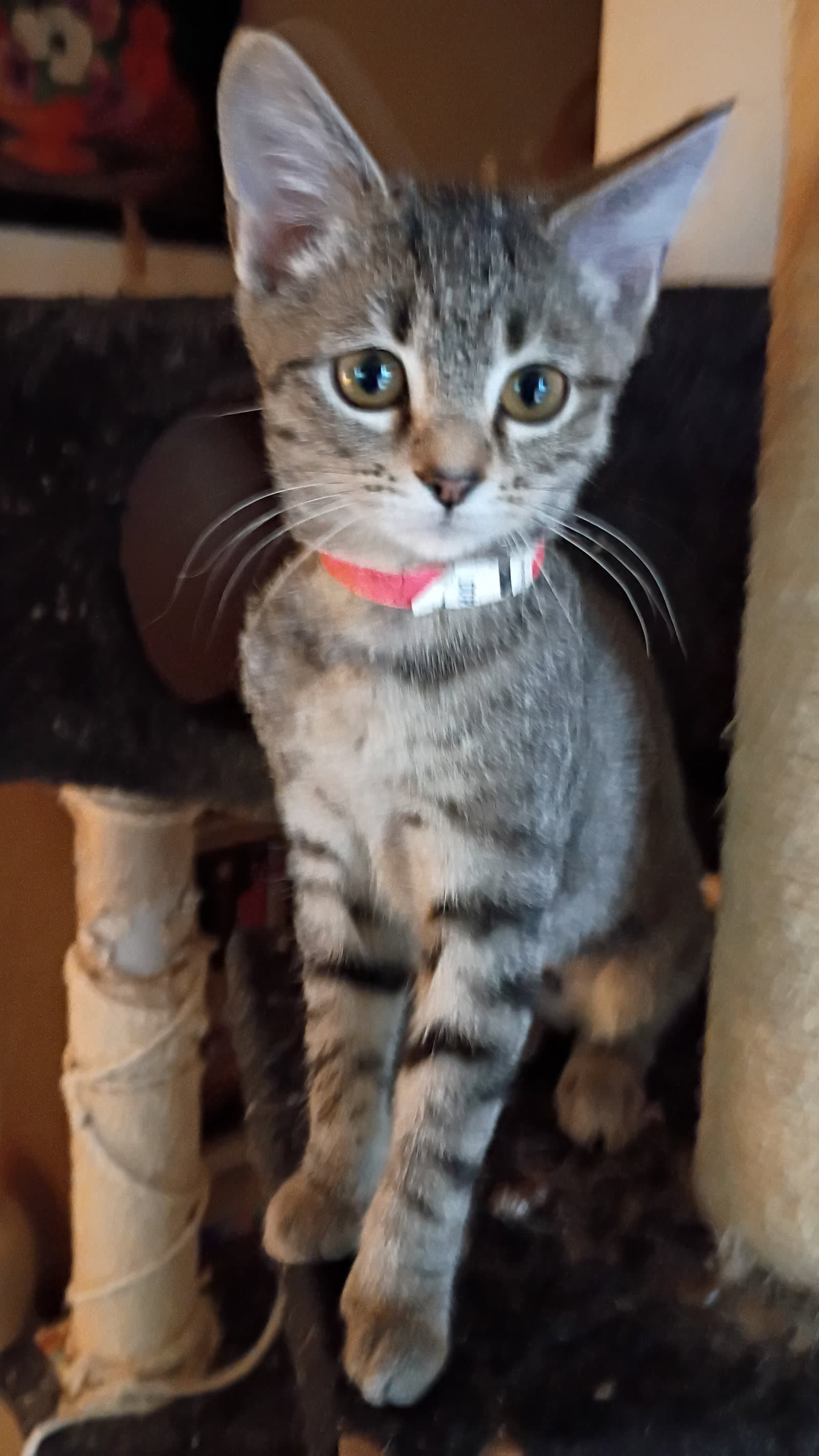 Honeycrisp - Domestic Short Hair