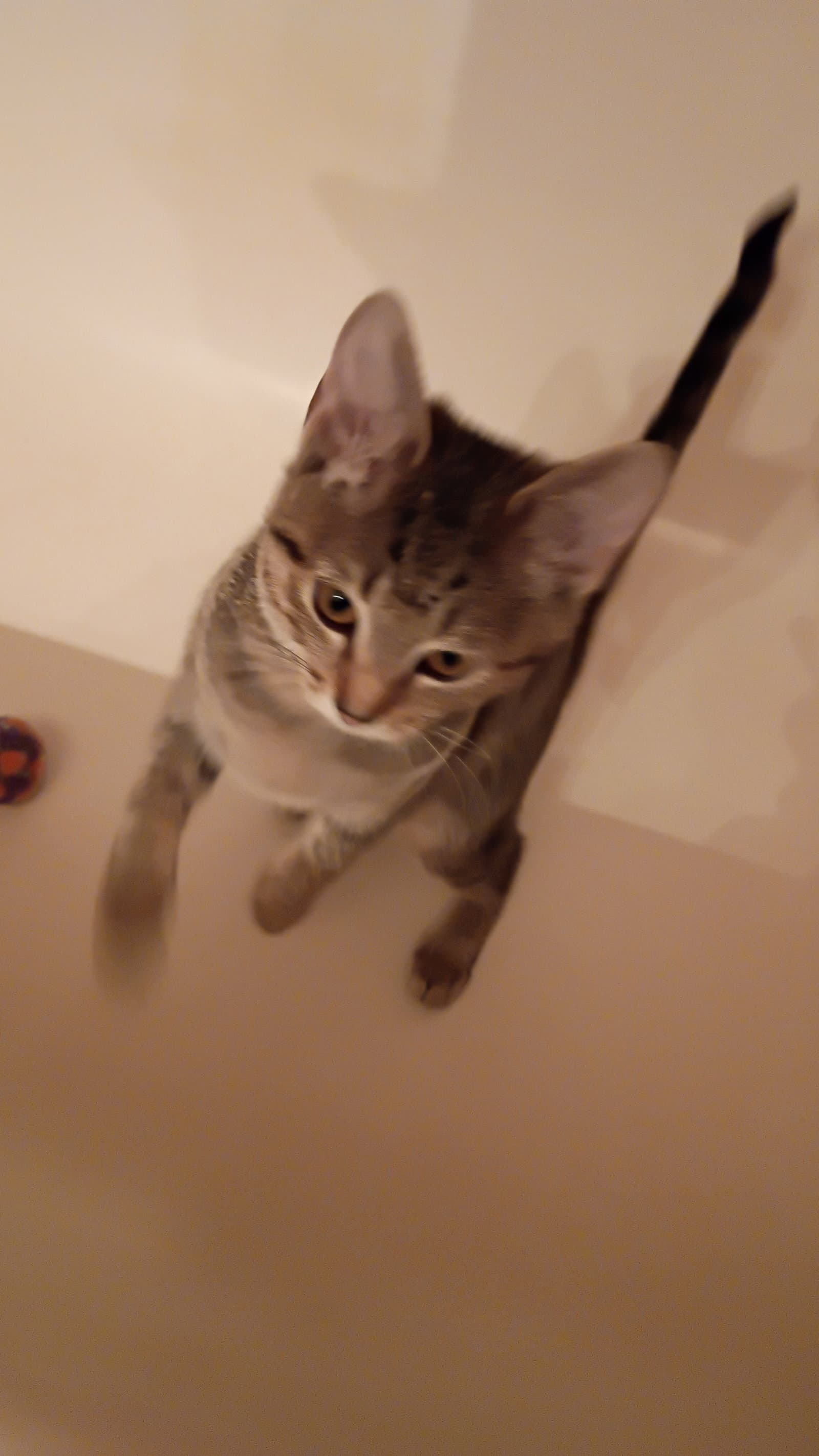 Fuji - Domestic Short Hair