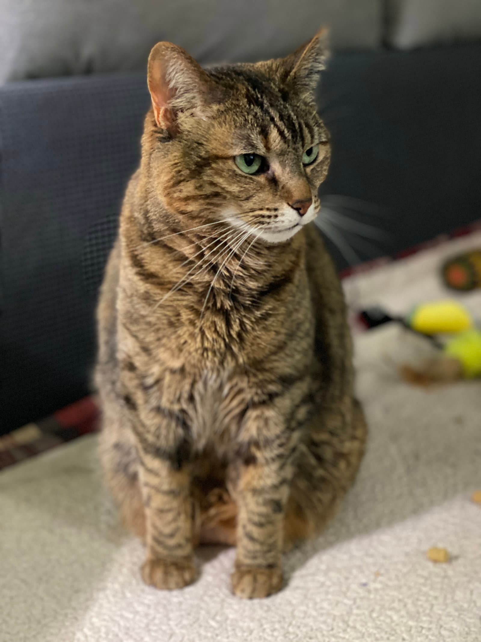 Samoa - Domestic Short Hair
