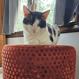 Neko image 1