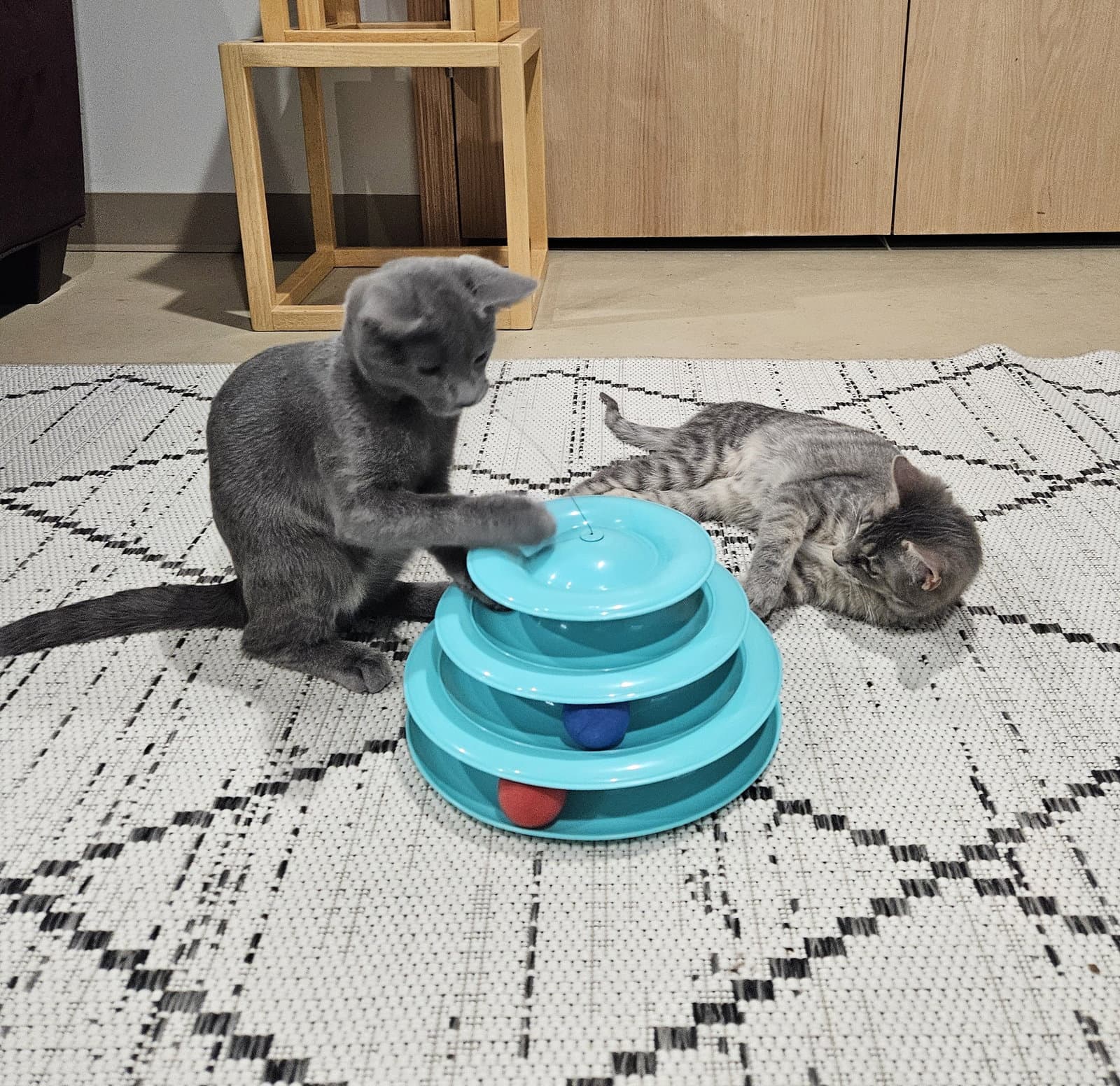 Tuesday  Murdock Bonded Pair - Domestic Short Hair