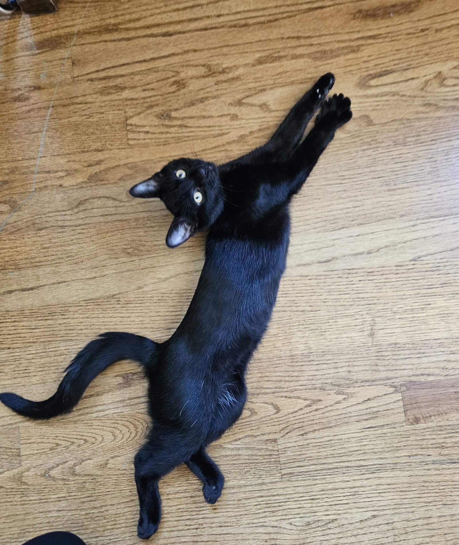 Wednesday - Domestic Short Hair