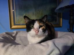 Dutchess image 1