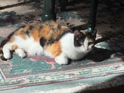 Dutchess image 3