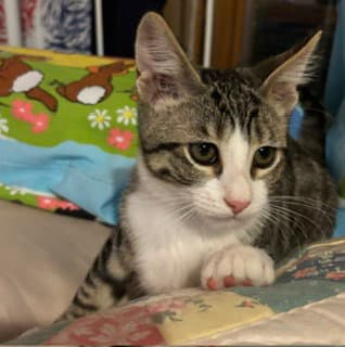 Tag - Domestic Short Hair