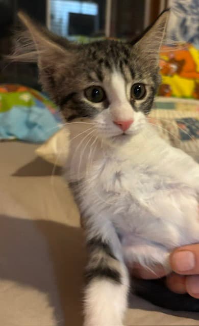 Red Rover - Domestic Long Hair