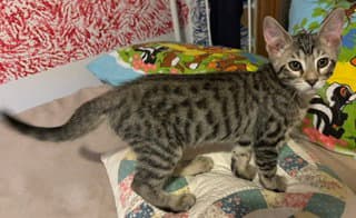 Tug Of War - Domestic Short Hair