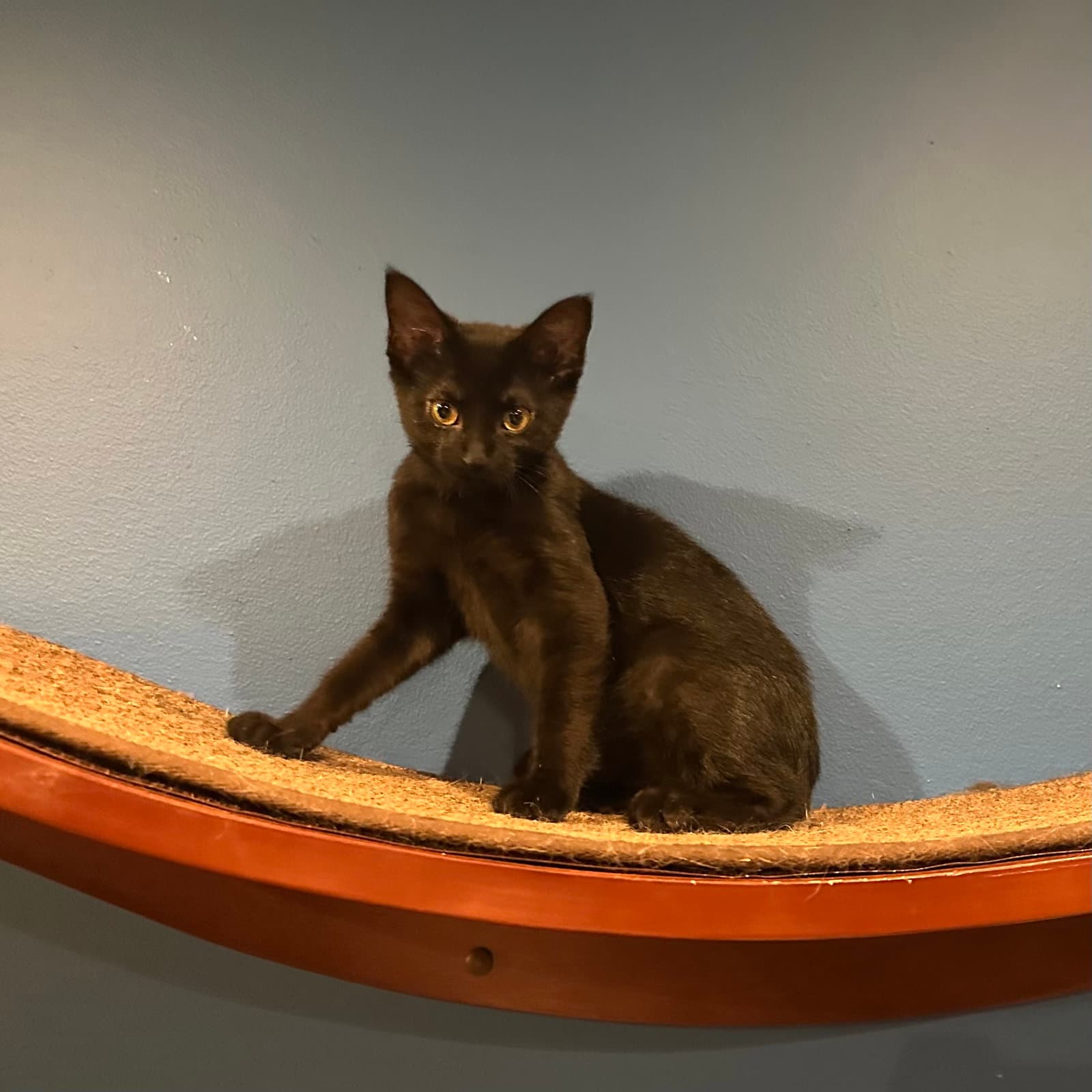 Eclipse - Domestic Short Hair