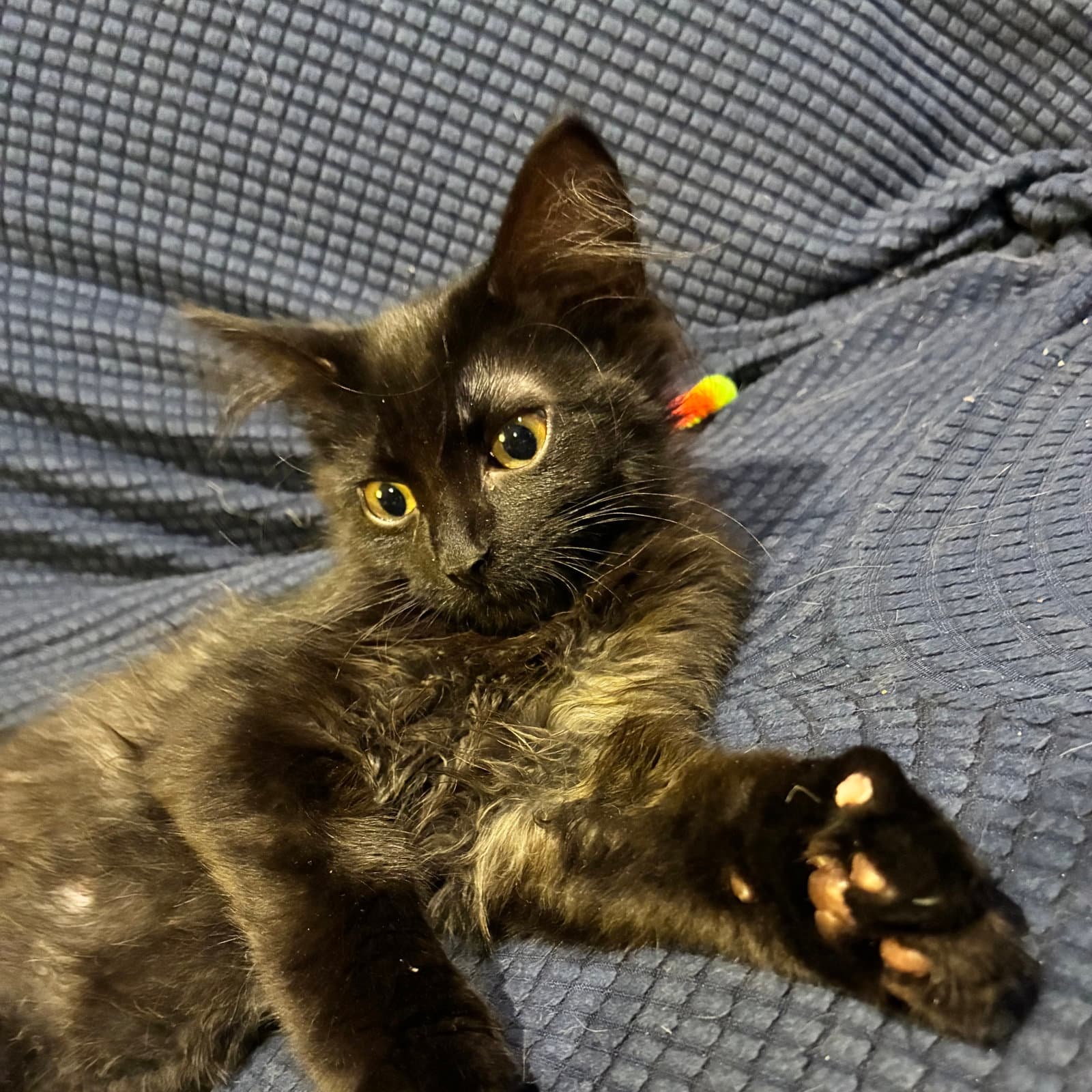 Gibbous - Domestic Long Hair