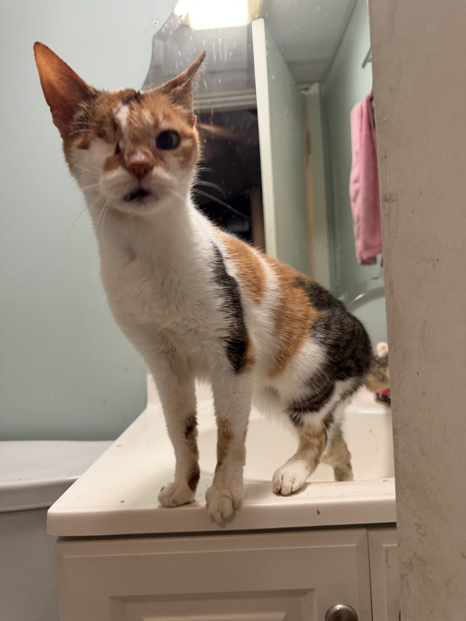 Gertrude - Domestic Short Hair