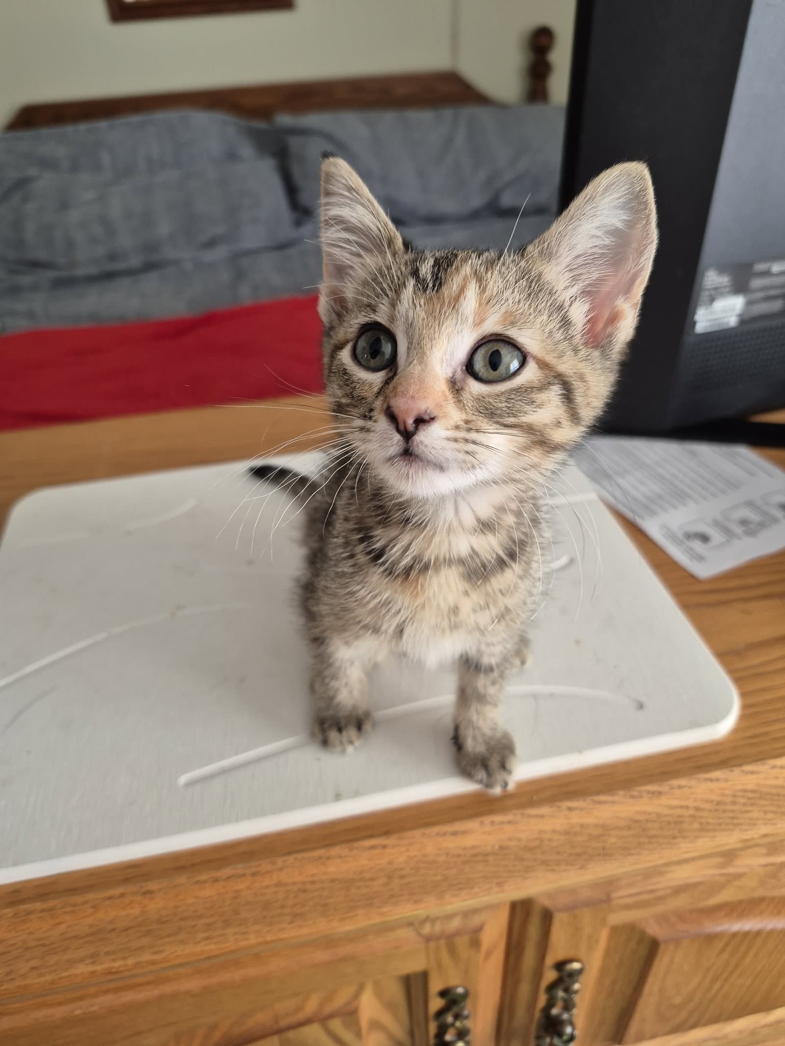Denim - Domestic Short Hair