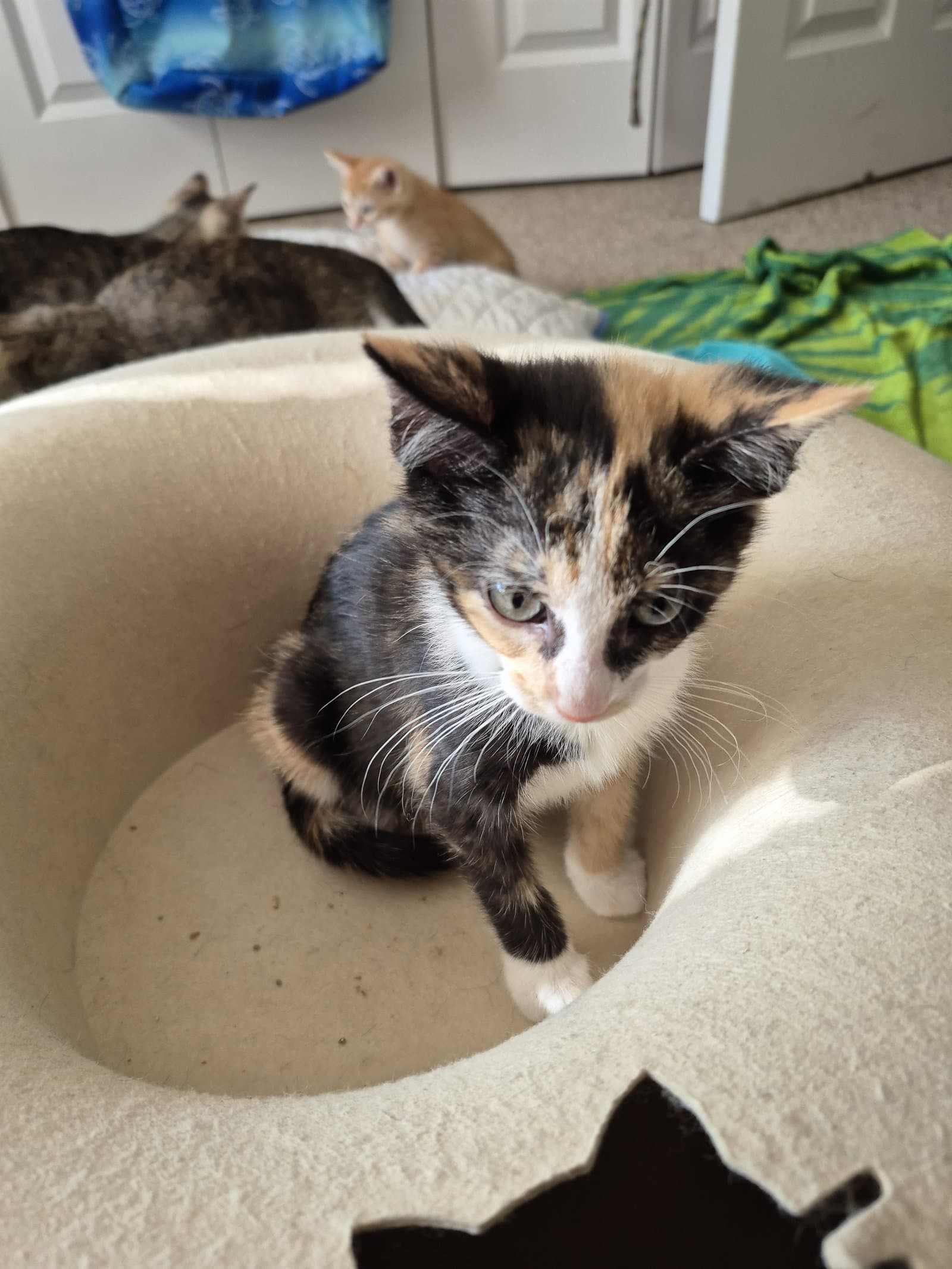 Satin - Domestic Short Hair