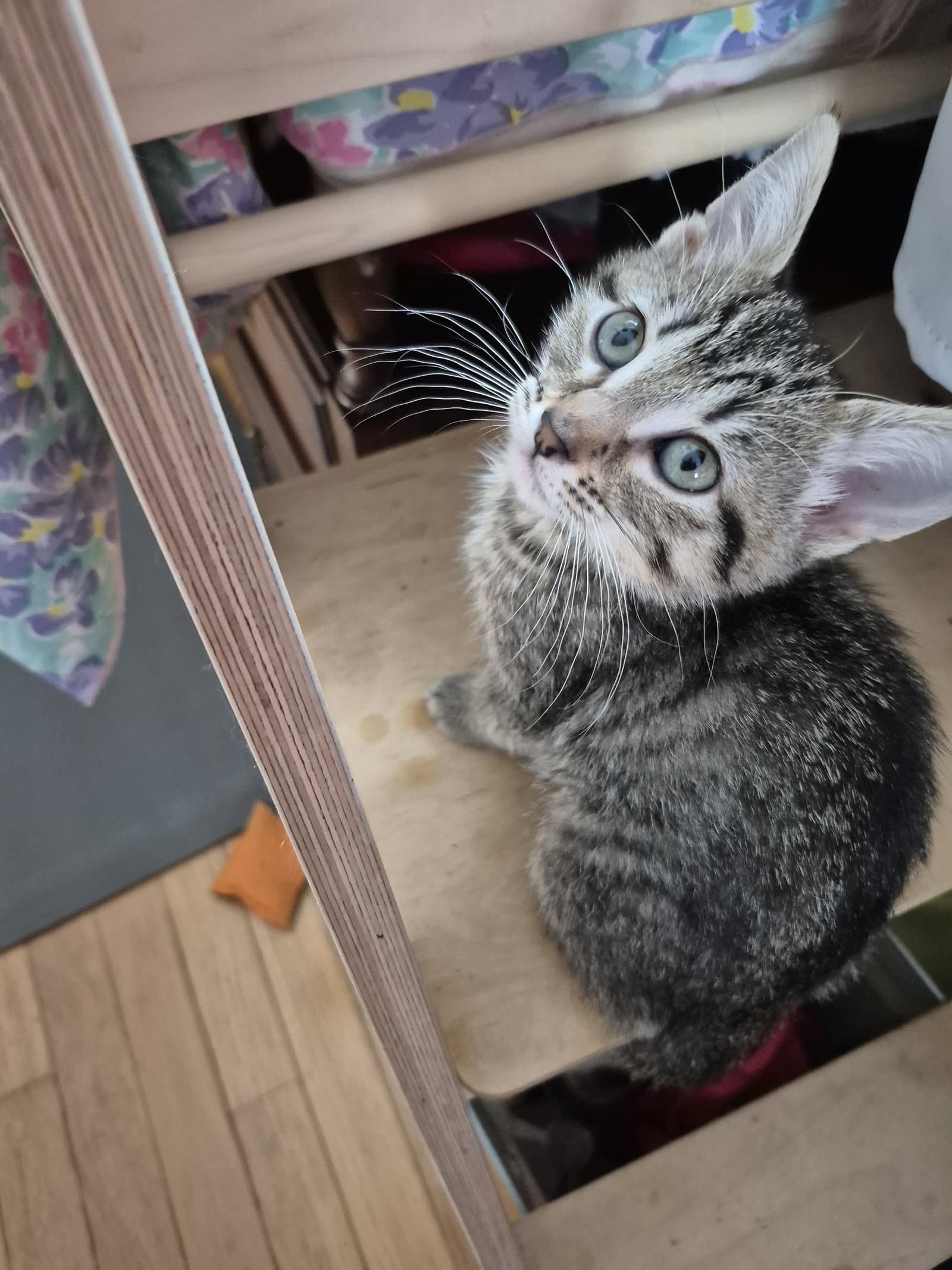 Wool - Domestic Short Hair