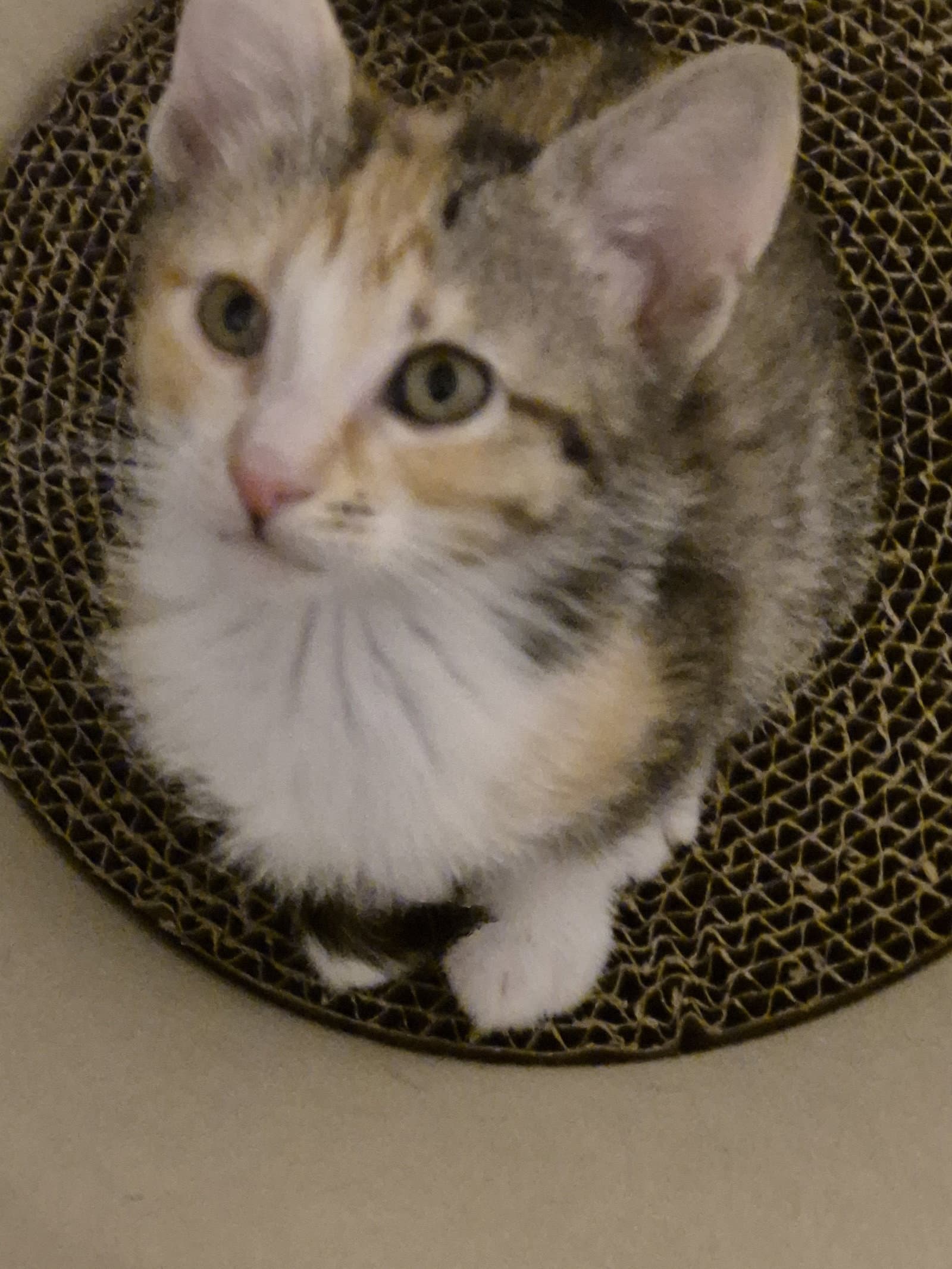 Cotton - Domestic Short Hair