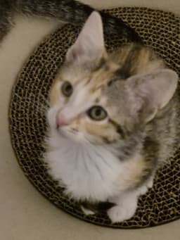 Cotton image 2
