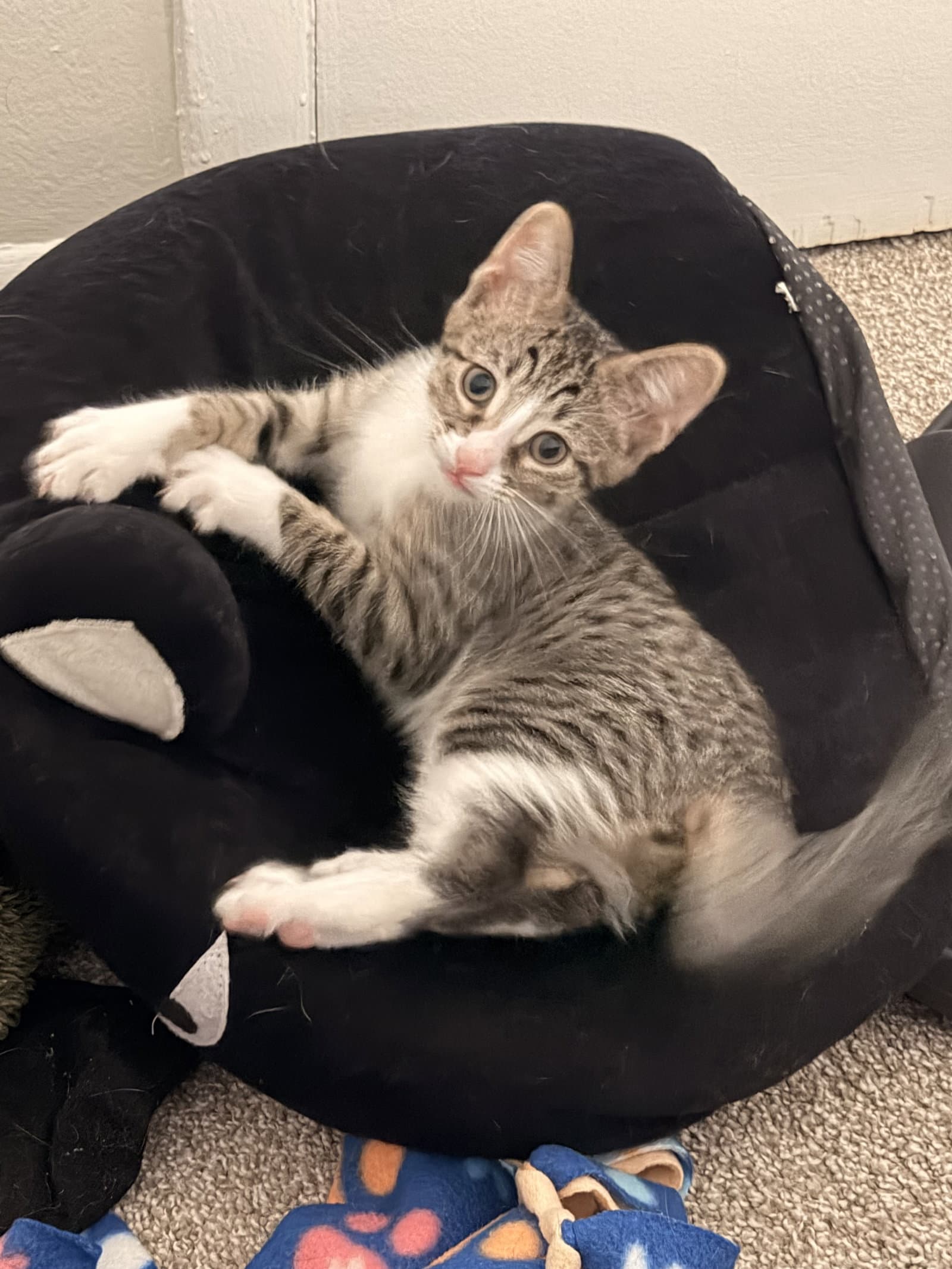 Ziti - Domestic Short Hair