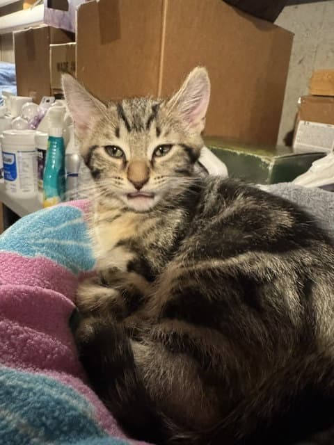 Storm - Domestic Short Hair