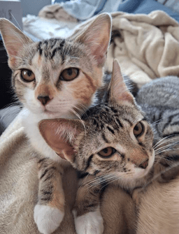 Taylor And Titus Bonded Pair image 1