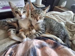 Taylor And Titus Bonded Pair image 3