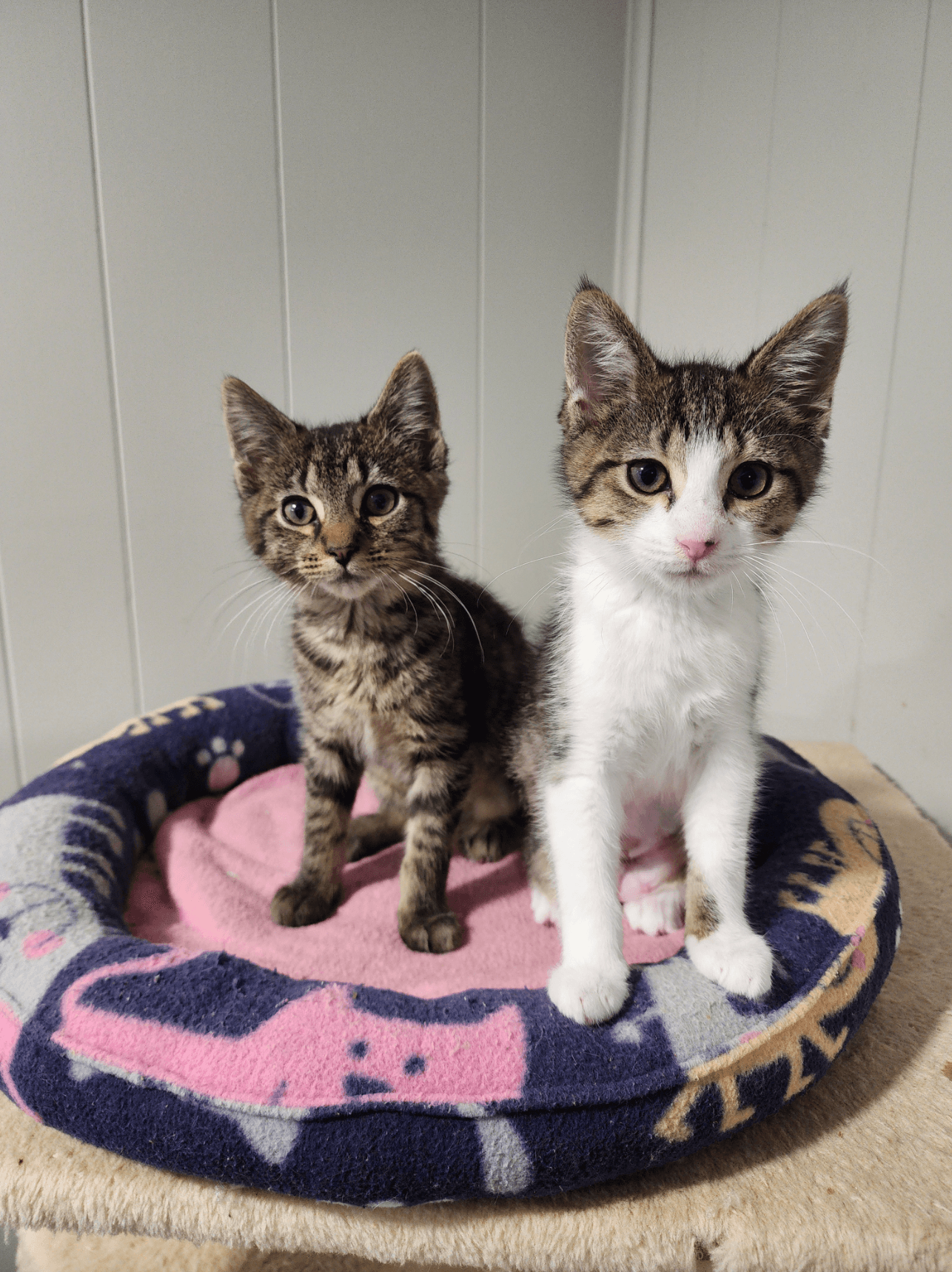 Cupcake And Cheesecake - Domestic Short Hair