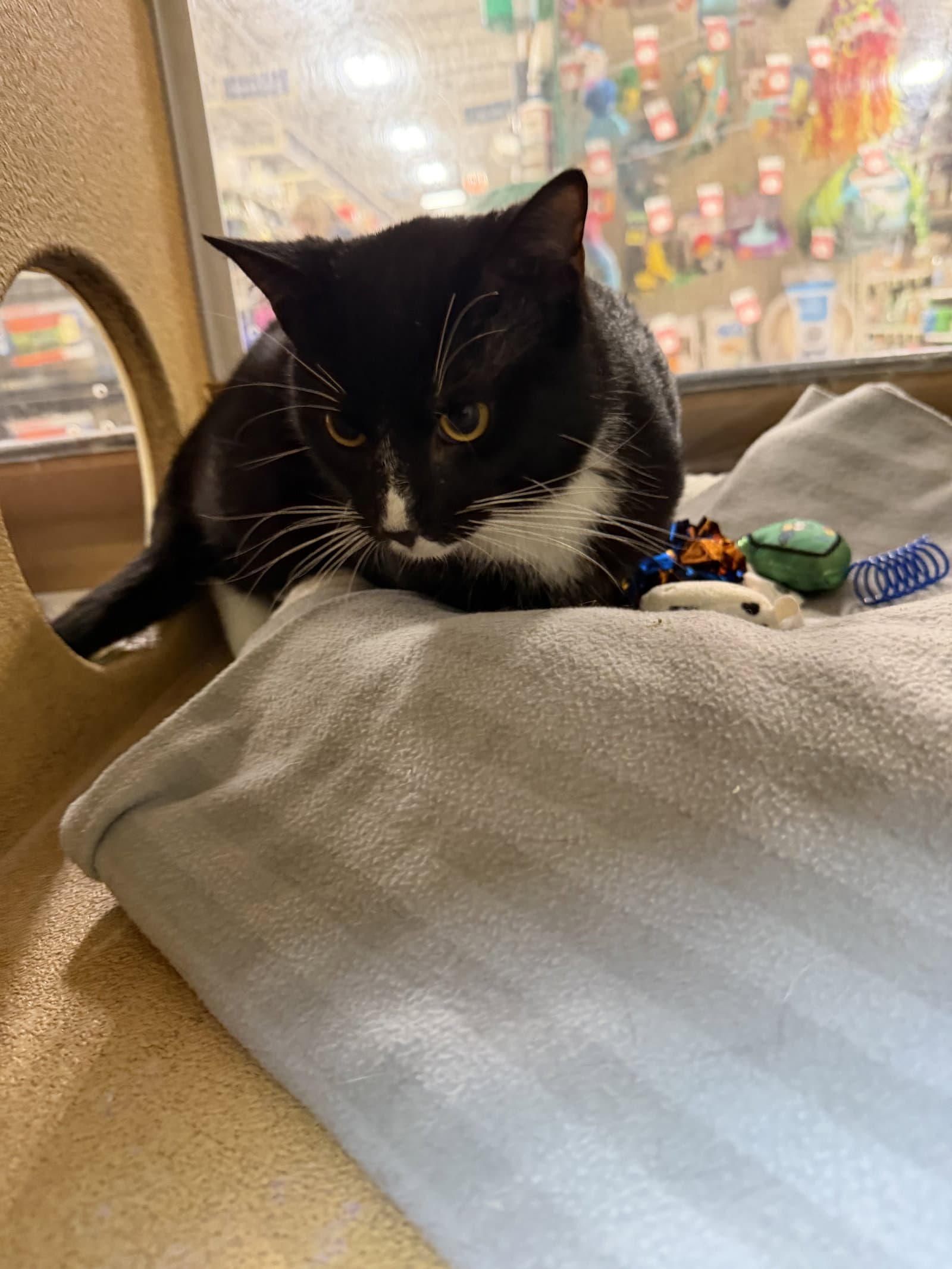 Mouse - Domestic Short Hair