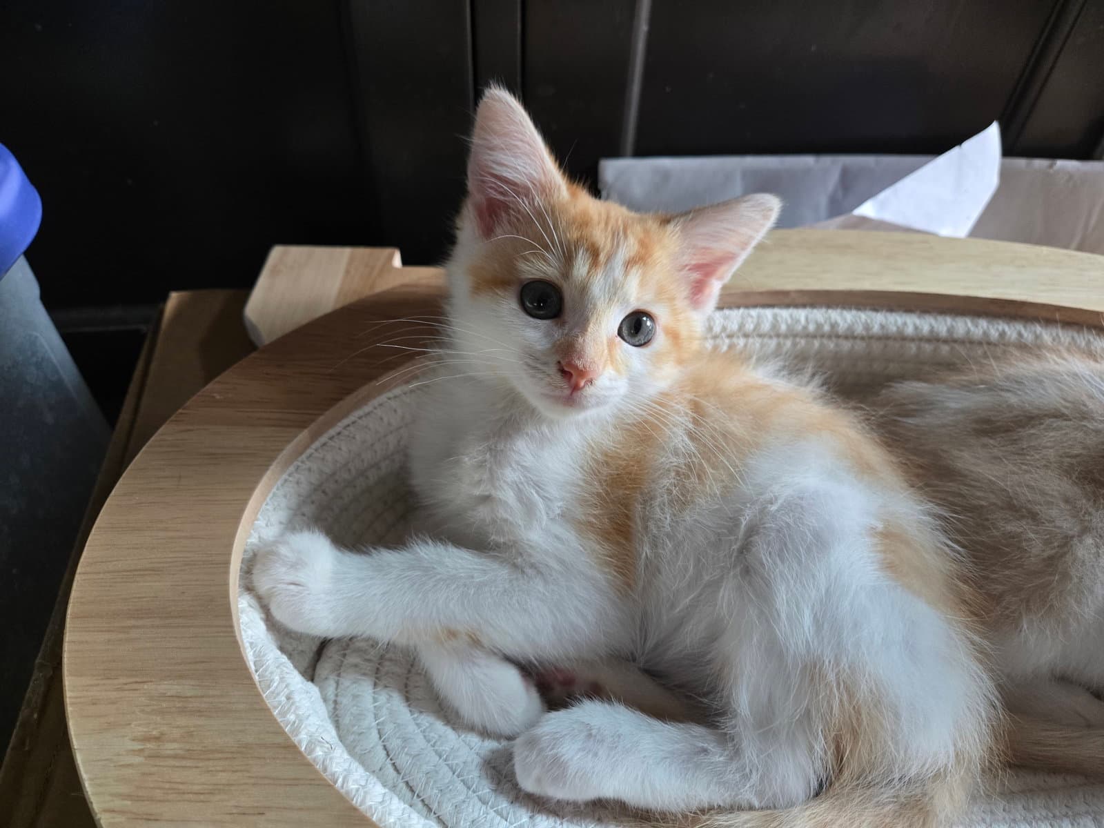 Sunburn - Domestic Short Hair