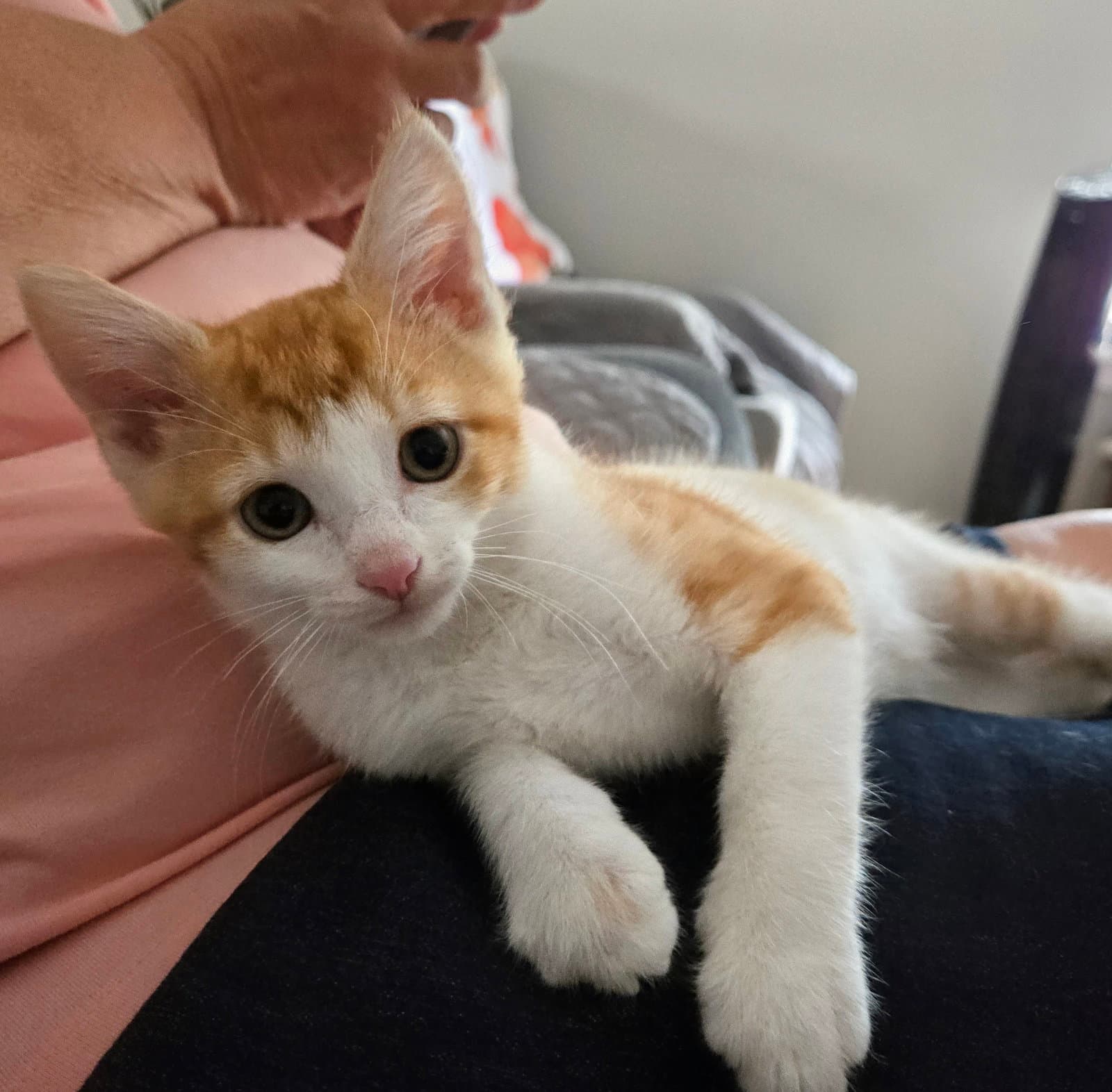 Sunbeam - Domestic Short Hair