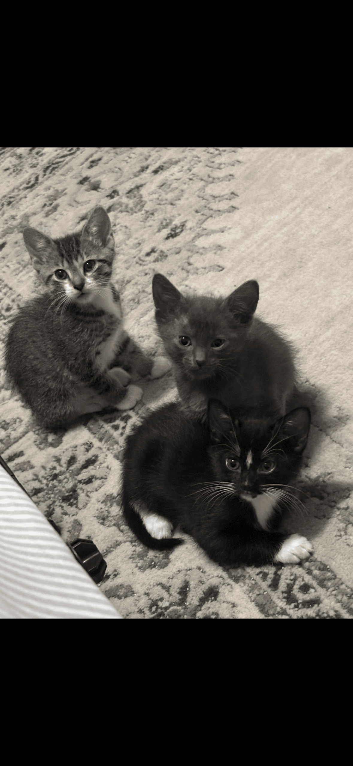 Pluto And Saturn Bonded Pair - Domestic Short Hair