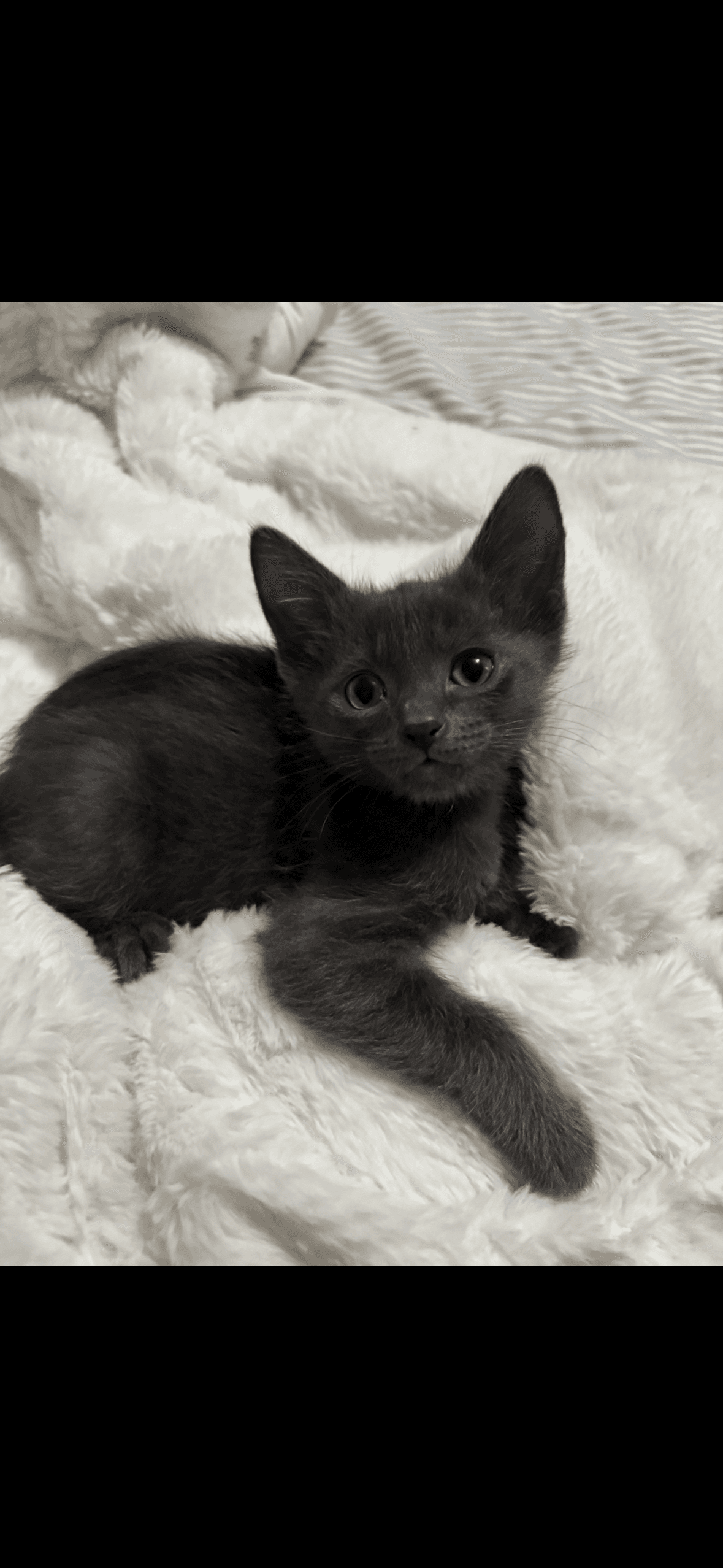 Mars - Domestic Short Hair