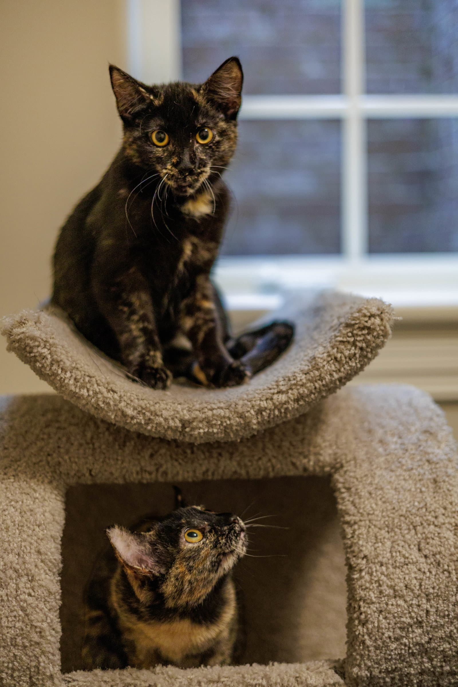 Hazel  Reese Bonded Pair - Domestic Short Hair