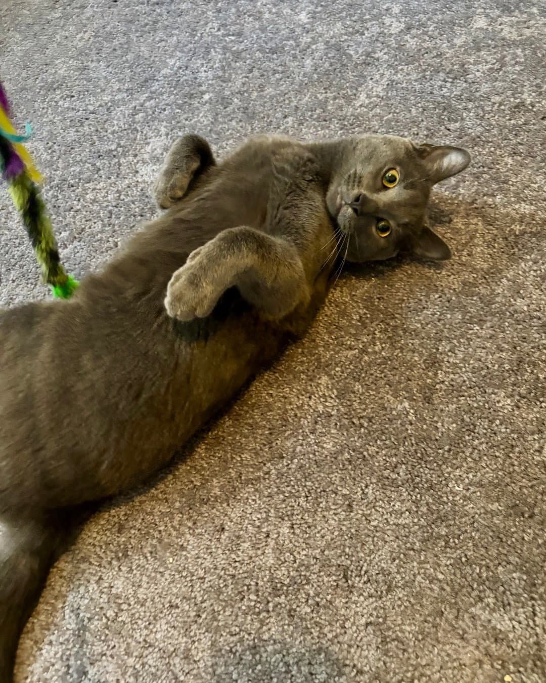 Slate - Domestic Short Hair