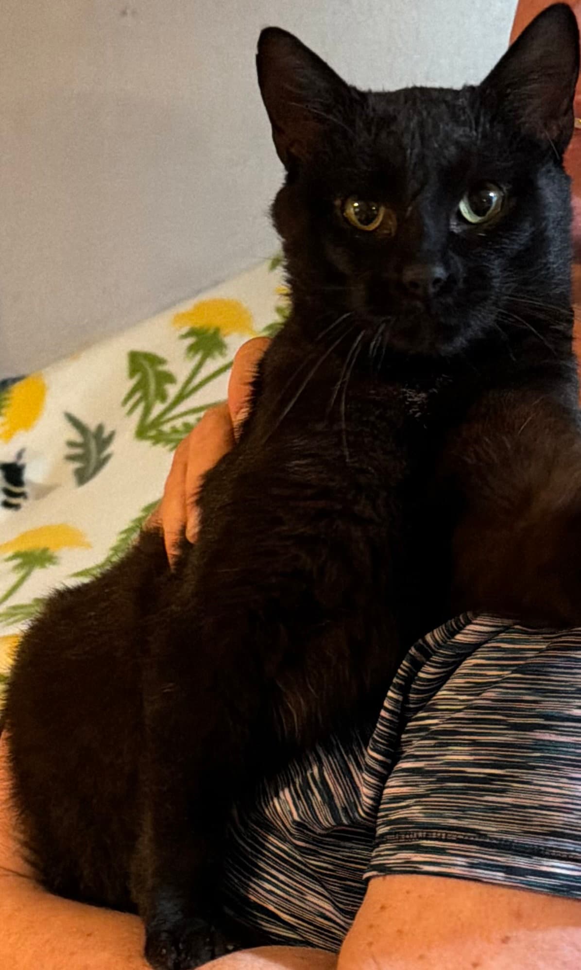 Night - Domestic Short Hair