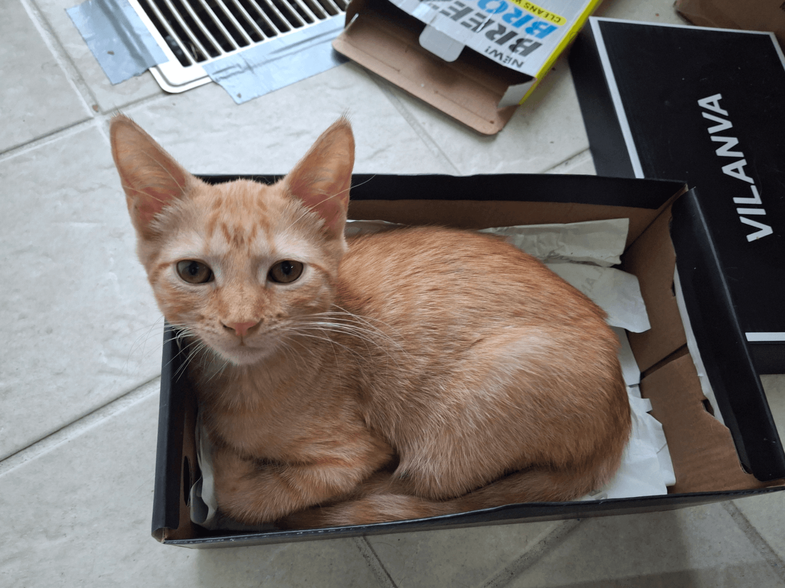 Francis - Domestic Short Hair
