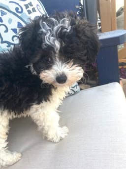 Minnie image 1